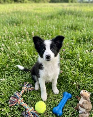Border collie cuccioli selezionati