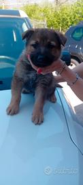 Cuccioli wolfdog