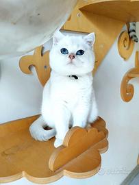 British Shorthair Chincilla' colorpoint 5mesi