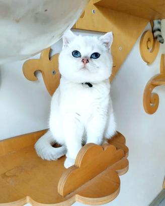 British Shorthair Chincilla' colorpoint 5mesi