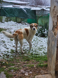 Pastore asia centrale