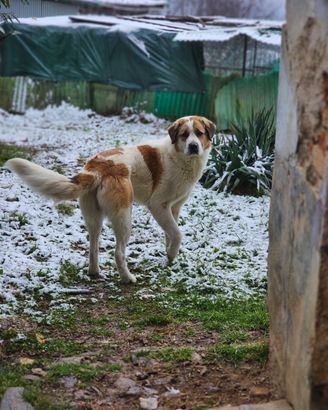 Pastore asia centrale