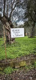 Terreno mq. 2360 Edilizia Residenziale Privata