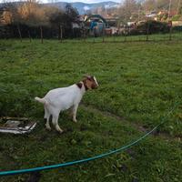 Capretto boero di sette mesi