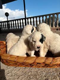 Cuccioli mamma setter