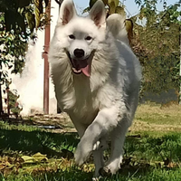 Ultimi cuccioli di pastore svizzero bianco