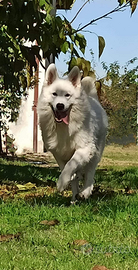 Ultimi cuccioli di pastore svizzero bianco