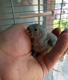 Pappagallo Inseparabile