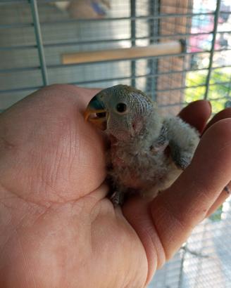 Pappagallo Inseparabile