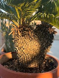 Cycas Revoluta adulta