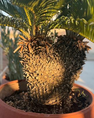 Cycas Revoluta adulta