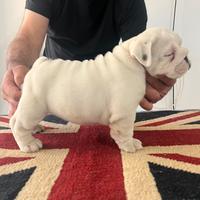 Bulldog Inglese