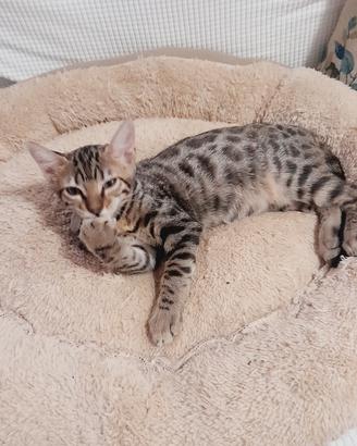 Gatto del bengala