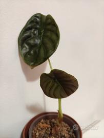 Alocasia Red secret- pianta rara