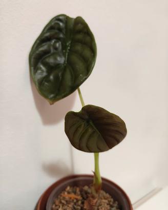 Alocasia Red secret- pianta rara