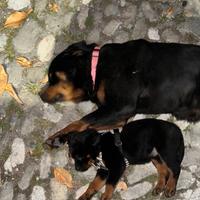 Cuccioli rottwailer