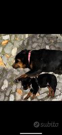 Cuccioli rottwailer