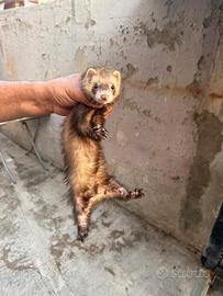 Furetto maschio 