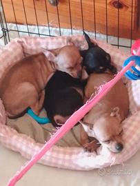 Cuccioli 3 Pincer  Femmine 1,Maschio 