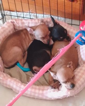 Cuccioli 3 Pincer  Femmine 1,Maschio 