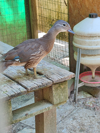 Anatre Mandarino e sposa