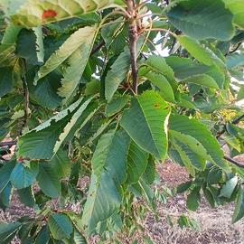 Terreno agricolo 13000 mq