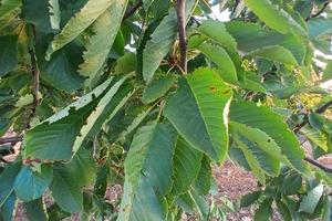 Terreno agricolo 13000 mq