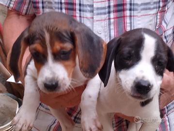Beagle due femmine - età 2 mesi