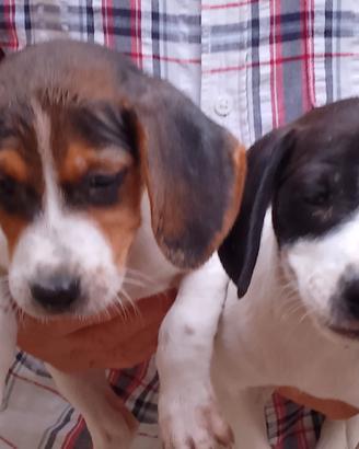 Beagle due femmine - età 2 mesi