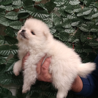 Pomerania bianco