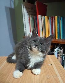 Cucciola Blu smoke /bianco Pedigree