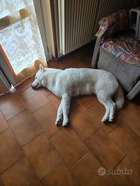Husky 3 anni pronto per fare cuccioli
