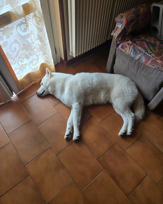 Husky 3 anni pronto per fare cuccioli