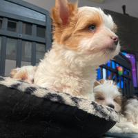 Biwer Yorkshire terrier golddust con pedigree
