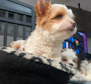 Biwer Yorkshire terrier golddust con pedigree