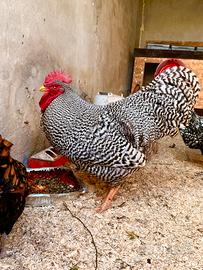 Gallo Amrock 11 mesi