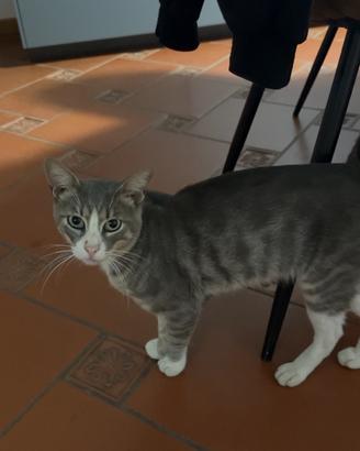 Gattino molto affettuoso