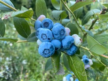PIANTE DI MIRTILLO ADULTE GIÀ  PRODUTTIVE