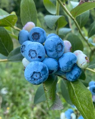 PIANTE DI MIRTILLO ADULTE GIÀ  PRODUTTIVE