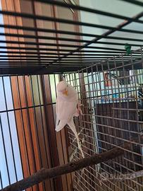 Pappagallo cocorita albino