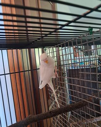 Pappagallo cocorita albino