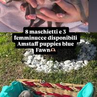 Amstaff con pedigree enci