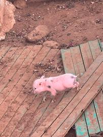 Mini pig