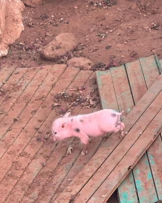 Mini pig
