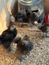 Galline Moroseta