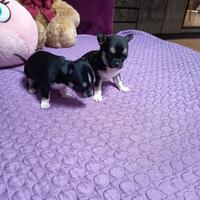 Cuccioli chihuahua
