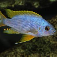 Ciclidi Malawi petrotilapia chitimba labidochromis