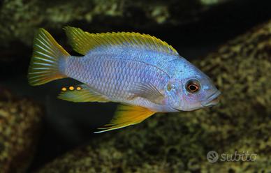 Ciclidi Malawi petrotilapia chitimba labidochromis