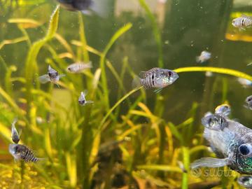 Piccoli di Acara blu e ancistrus di tutte le misur