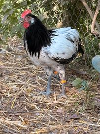 Galli